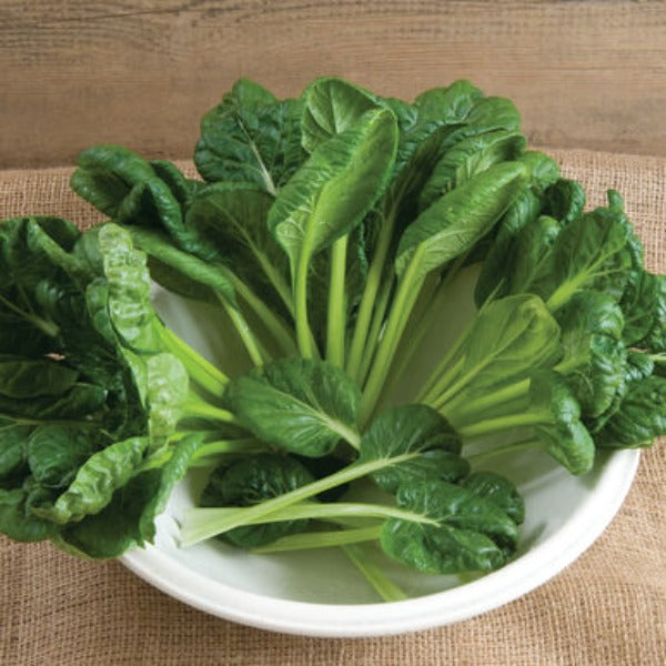 Tatsoi - Semilla Orgánica de Hoja Verde Asiática