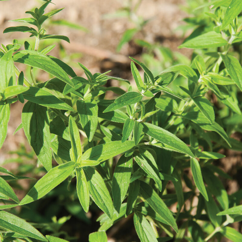 Mountain Mint - Semillas de Hierbas de Menta