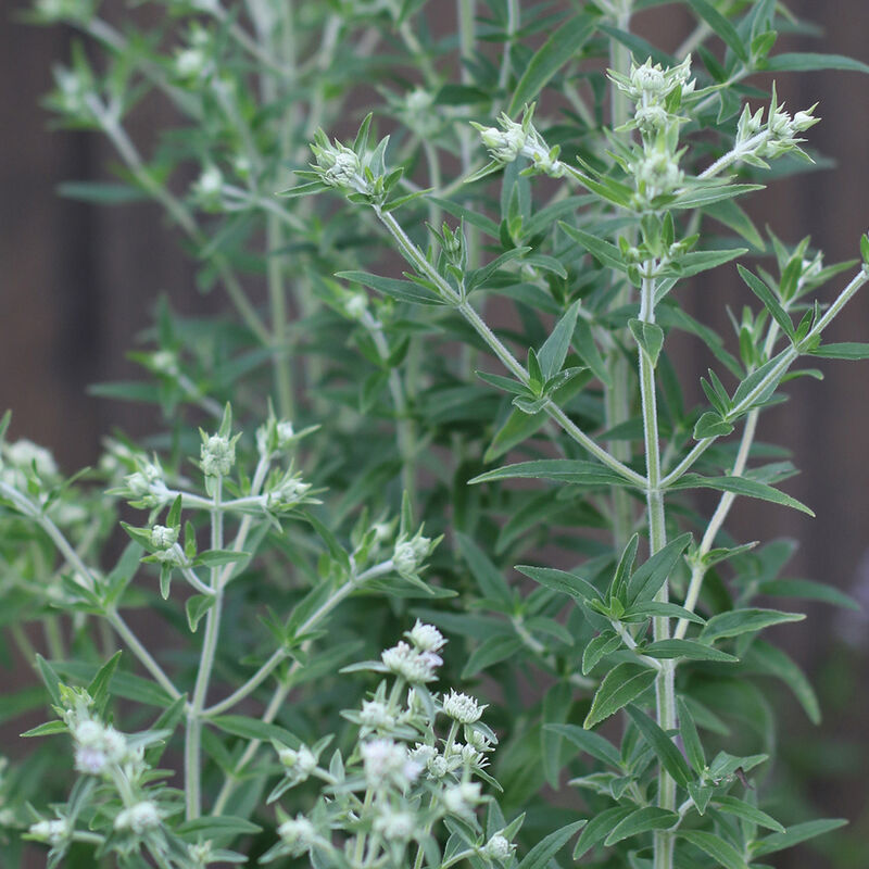 Mountain Mint - Semillas de Hierbas de Menta