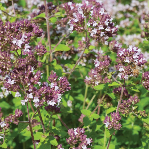 Wild Marjoram - Semillas Orgánicas Comestibles de Mejorana Salvaje 