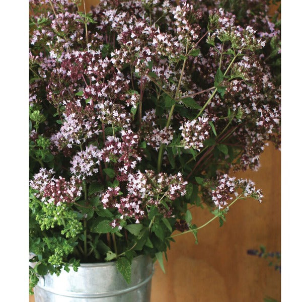 Wild Marjoram - Semillas Orgánicas Comestibles de Mejorana Salvaje 