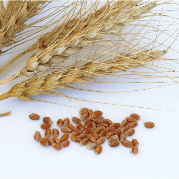 Spring Wheat (Glenn) - Semilla Orgánica de Trigo para Cultivo
