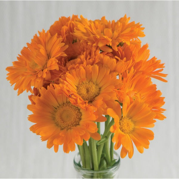 Alpha - Semilla Orgánica de Flor Caléndula