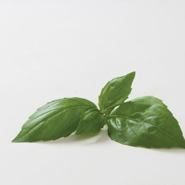 Aroma 2 - Semilla Orgánica de Albahaca