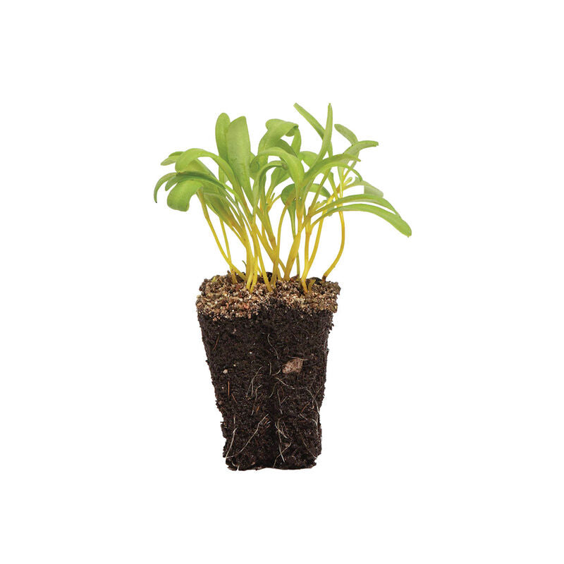 Beet Yellow - Semillas Orgánica para Germinados de Remolacha