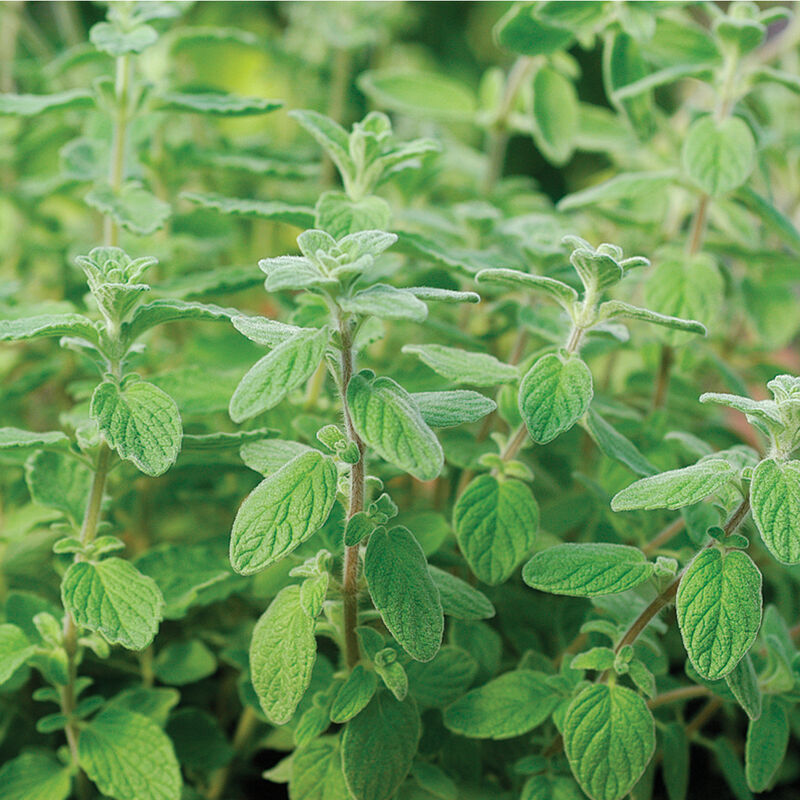 Zaatar - Semillas Orgánicas de Mejorana Dulce