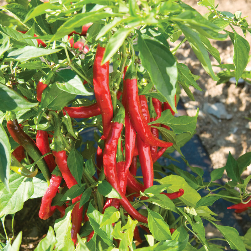 Red Flame - (F1) Semilla de Chile Cayena Orgánico