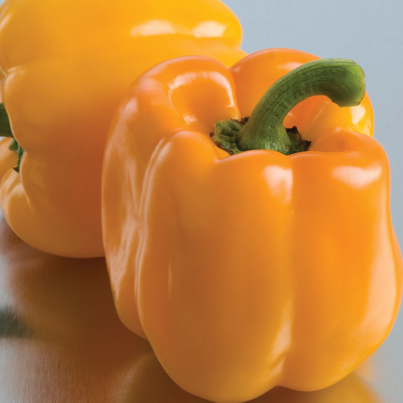 Sweet Sunrise - Semillas F1 de Pimiento Morrón Amarillo Orgánico