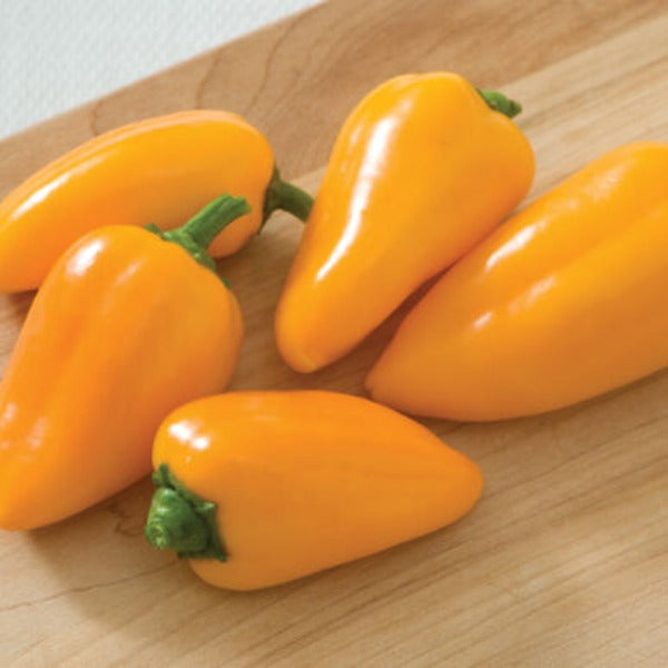 Lunchbox Yellow - Semillas de Pimiento Snack Amarillo Orgánico