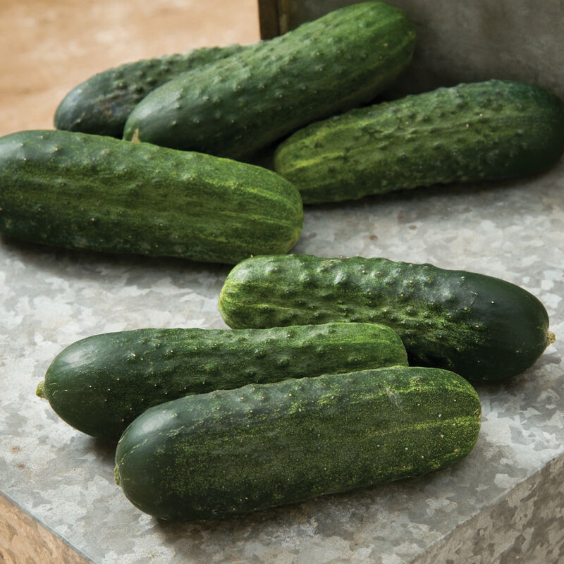 Excelsior - Semilla Orgánica F1 de Pepino
