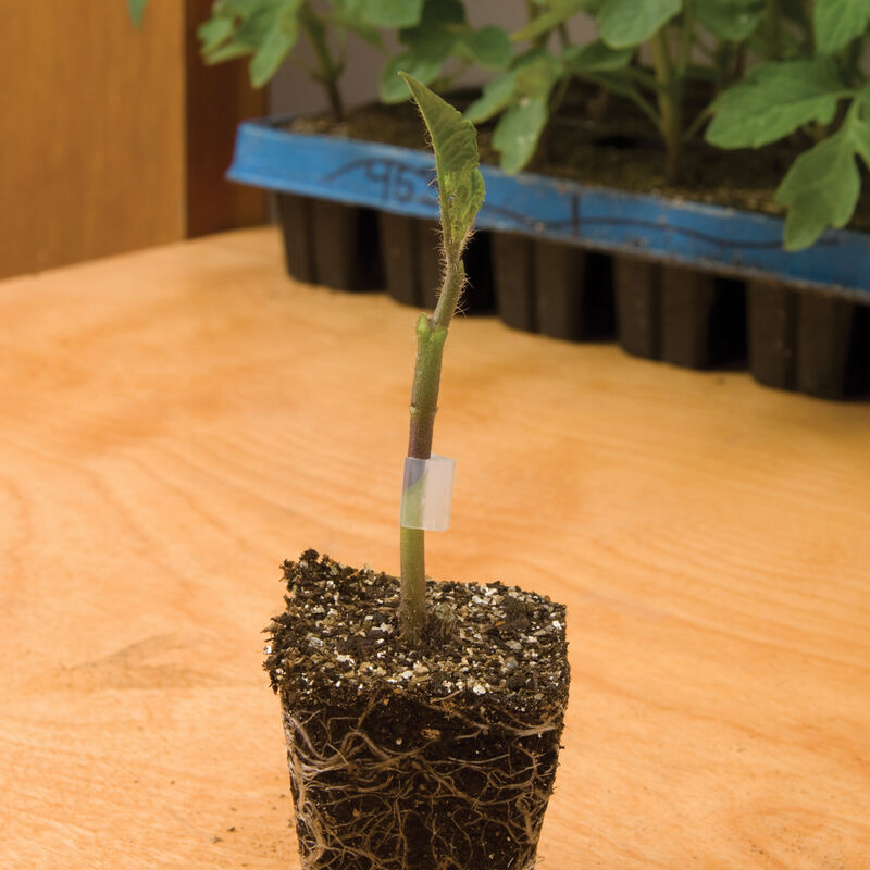 Estamino - Semilla Orgánica (F1) de Tomate