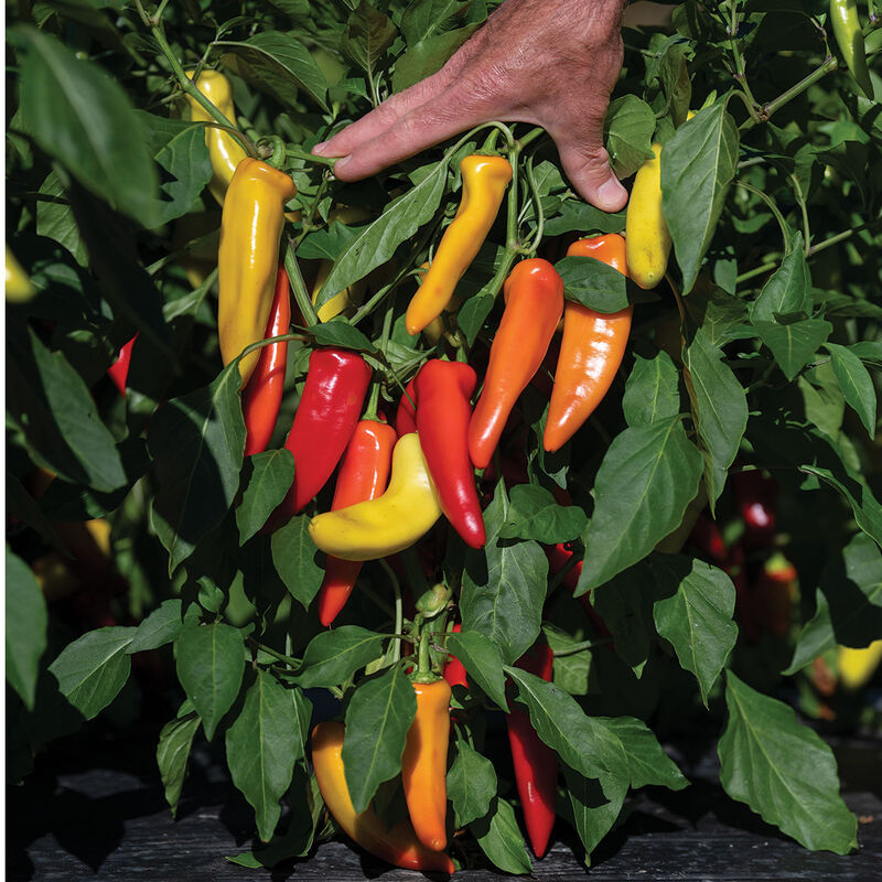 Hungarian Hot Wax 2 - Semillas de Chile Orgánico