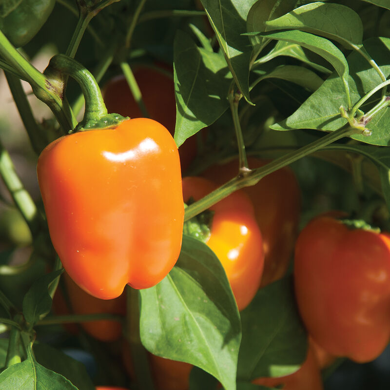 Eros - Semillas F1 de Pimiento Morrón Naranja Mini Orgánico
