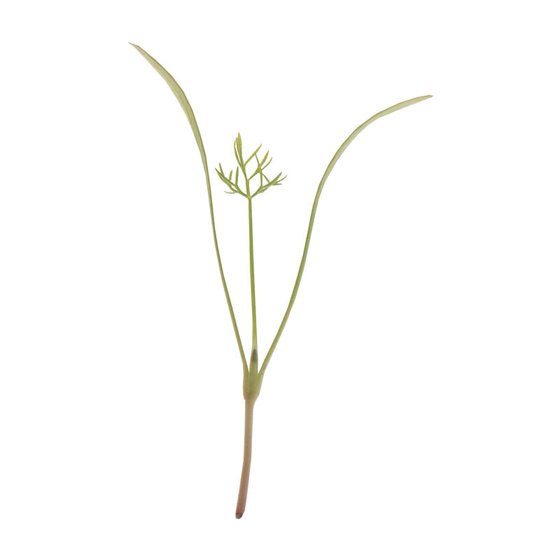 Fennel Green - Semillas Orgánicas para Germinados de Hinojo