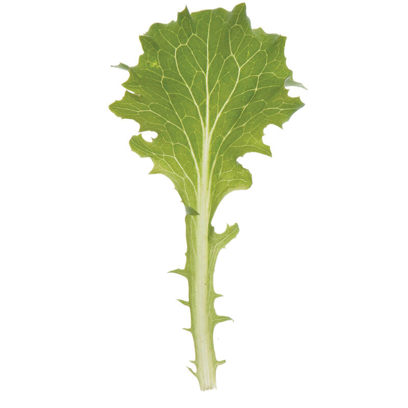 Celinet - Semilla Orgánica de Lechuga