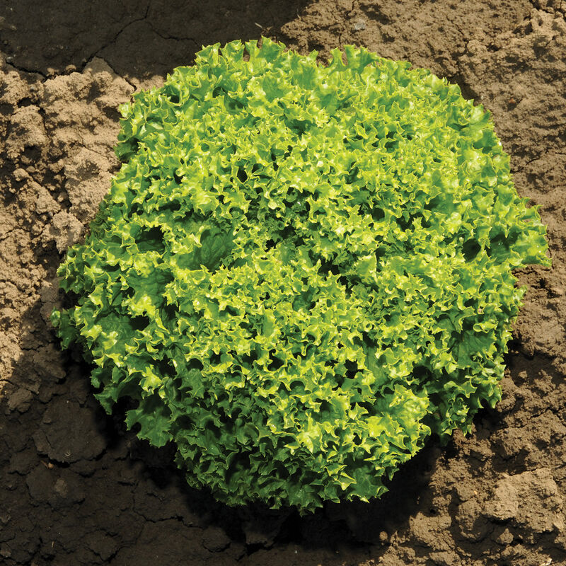 Ilema - Semillas Orgánicas de Lechuga Lollo Verde Peletizada