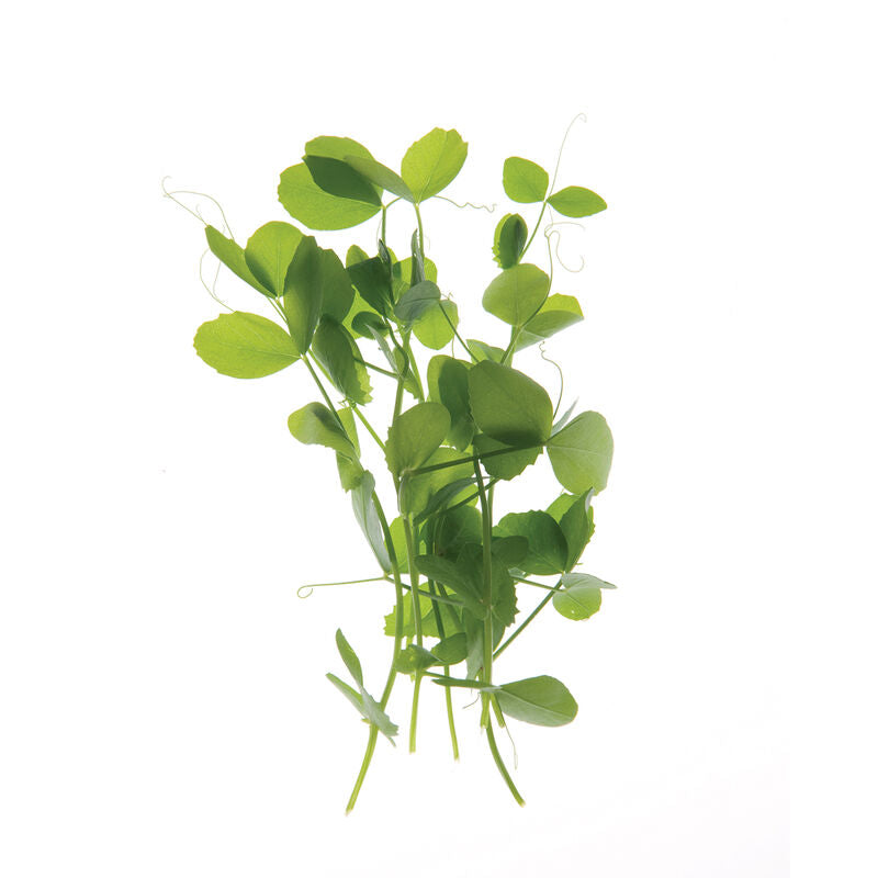 Field Pea - Semillas Orgánica para Brotes de Chicharos