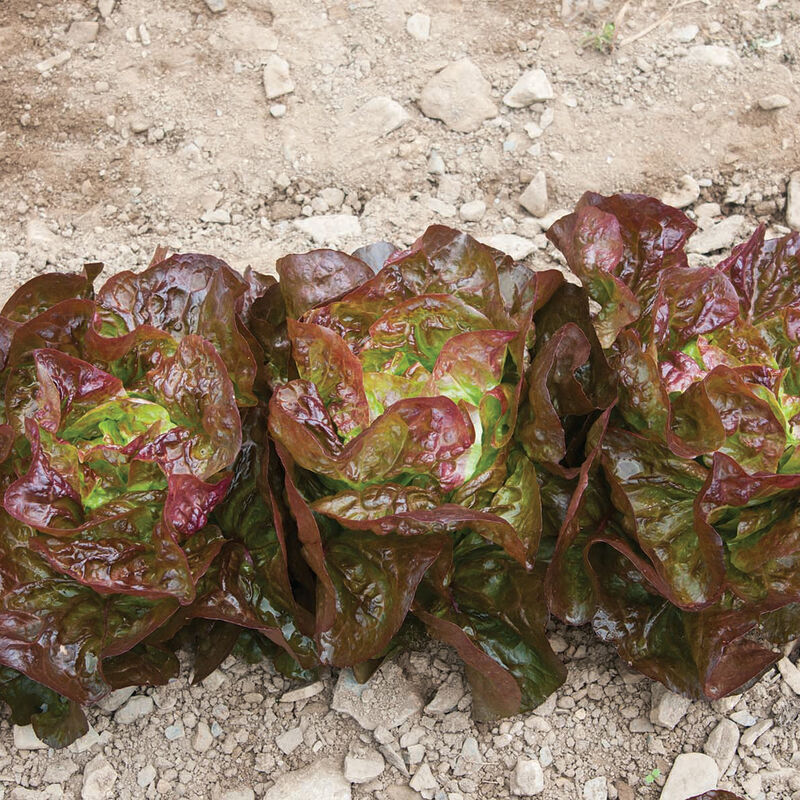 Alkindus - Semilla Orgánica de Lechuga Peletizada