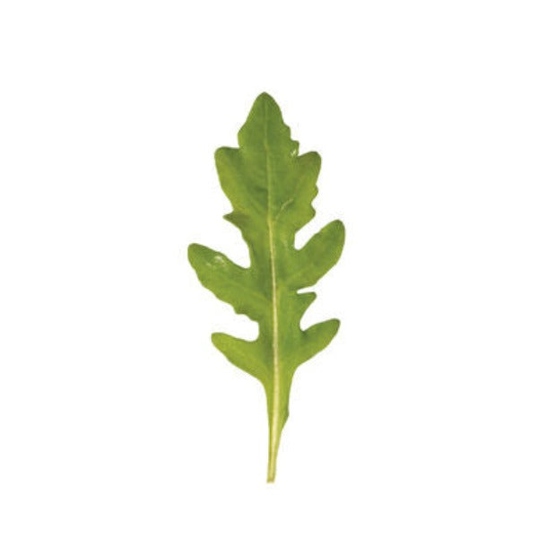 Bellezia - Semillas de Arugula Silvestre Orgánica de Hoja Verde