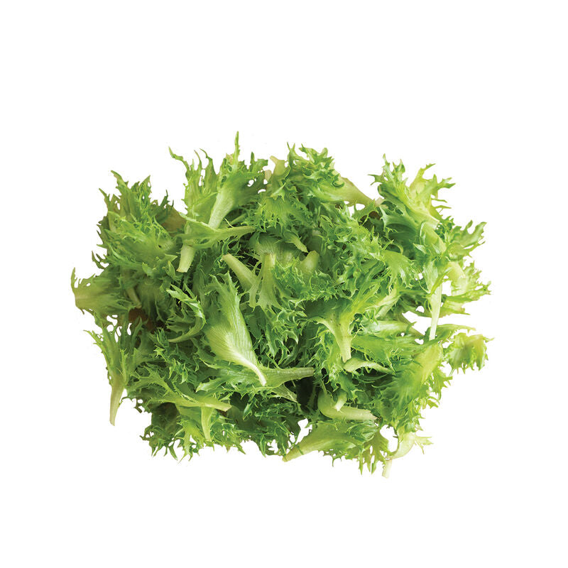 Coastline - Semillas Orgánicas de Lechuga Iceberg