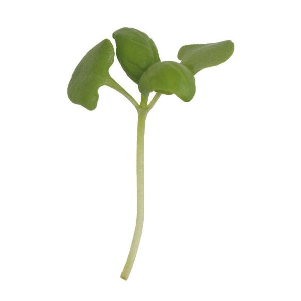 Basil Genovese - Semilla Orgánica para Germinados de Albahaca