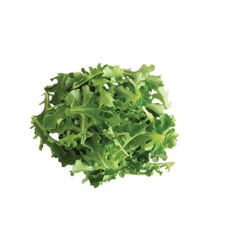 Clearwater - Semilla Orgánica de Lechuga