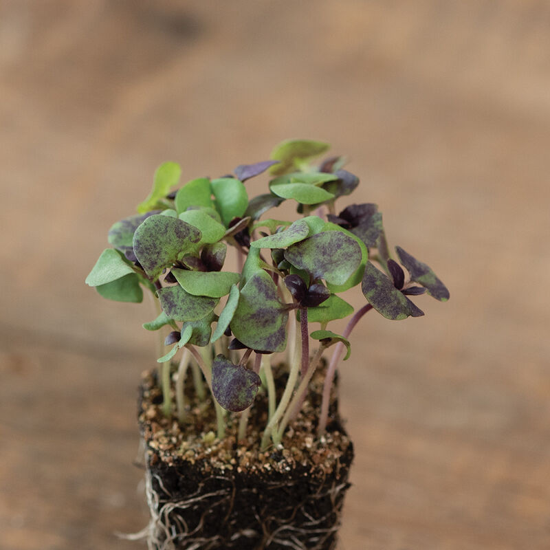 Basil Bicolor - Semilla Orgánica para Germinados de Albahaca