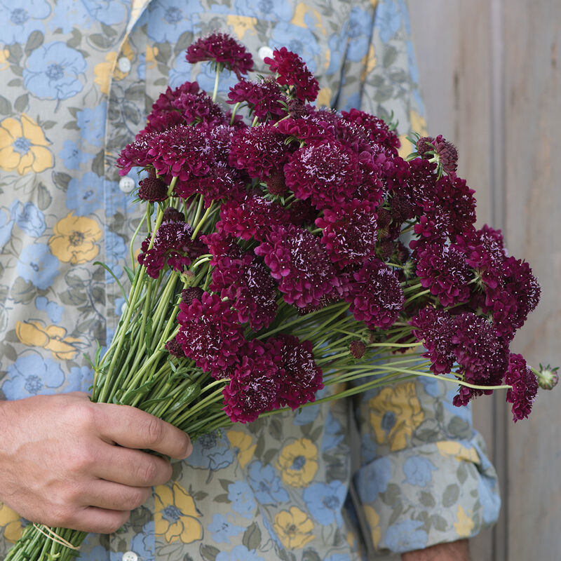 Merlot Red - Semillas Orgánicas de Flor Escabiosa