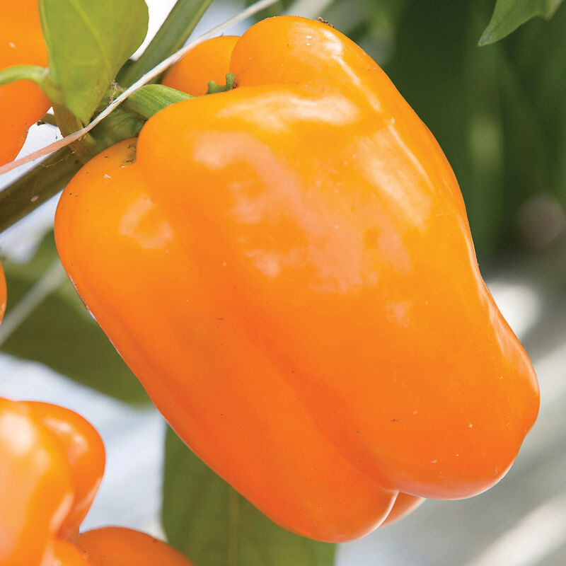 Milena - Semillas de Pimiento Morrón Naranja Orgánico