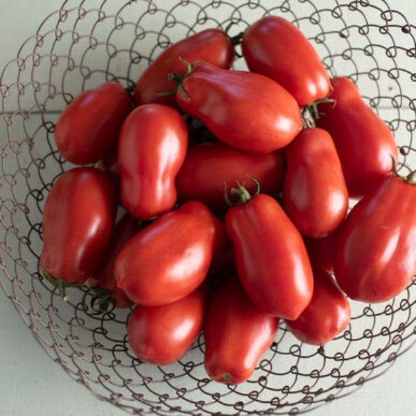San Marzano II - Semilla de Tomate Orgánico