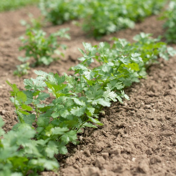 Leisure - Semillas Orgánicas de Cilantro