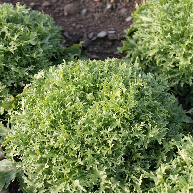 Benefine - Semillas Orgánicas de Endibia