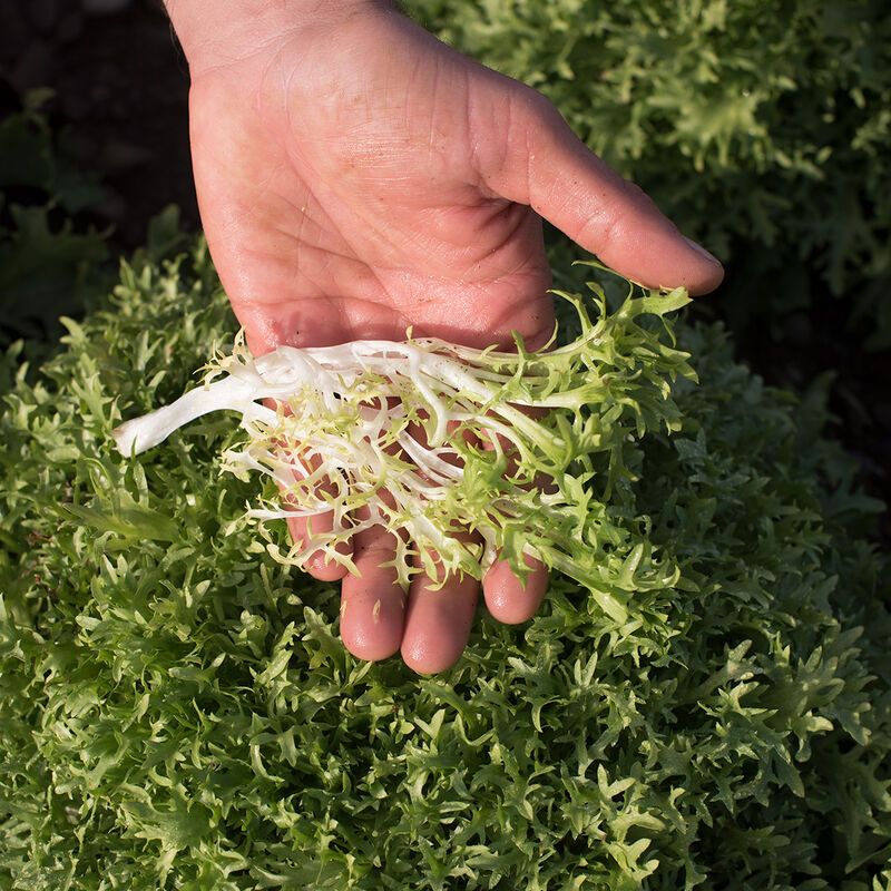 Benefine - Semillas Orgánicas de Endibia