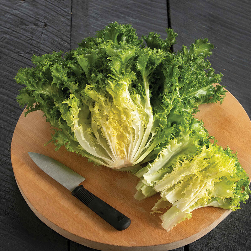 Curlesi - Semilla Orgánica de Endibia