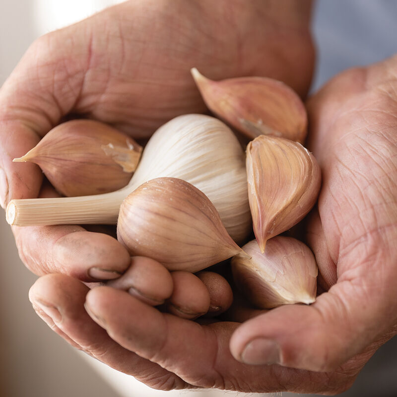 Music - Semillas Orgánicas de Bulbos de Ajo