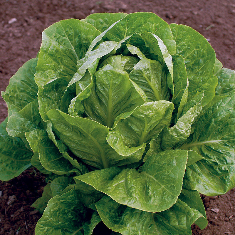 Jericho - Semillas Orgánicas de Lechuga Romana