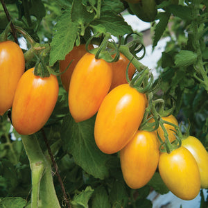 Blush - Semillas de Tomate Amarillo Orgánico