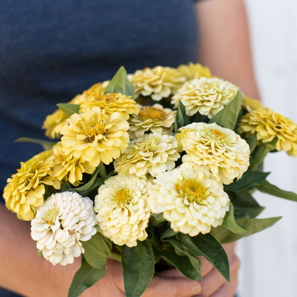 Oklahoma Ivory - Semillas Orgánicas de Flor Zinnia
