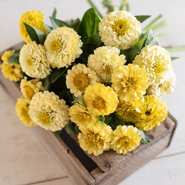 Oklahoma Ivory - Semillas Orgánicas de Flor Zinnia