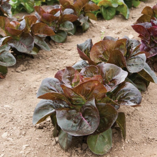 Rosaine - Semilla de Lechuga Roja Little Gem