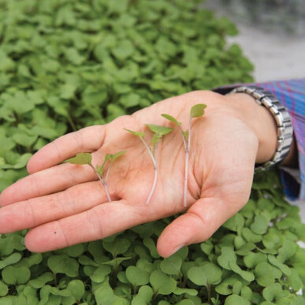 Kale Red Russian - Semillas Orgánicas para Germinados de Col Rizada