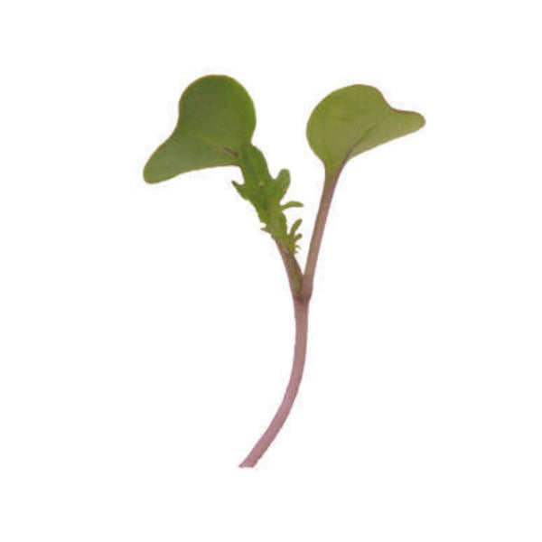 Kale Red Russian - Semillas Orgánicas para Germinados de Col Rizada