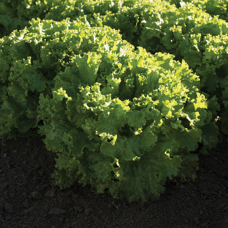 Bergam's Green - Semillas Orgánicas Peletizadas de Lechuga Batavia 