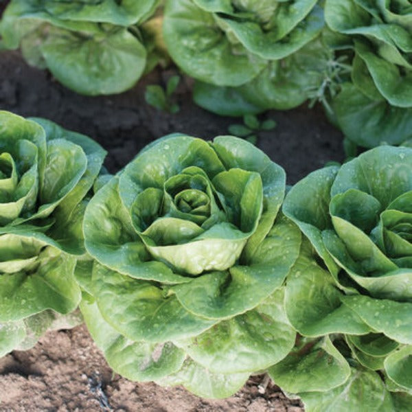 Newham - Semillas de Lechuga Pequeña Gema Orgánica
