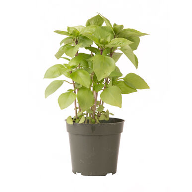 Cardinal - Semilla Orgánica de Albahaca