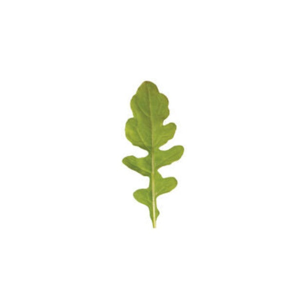 Esmee - Semillas de Arugula Orgánica de Hoja Verde