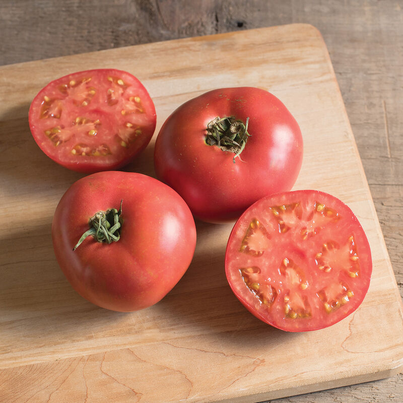Damsel - (F1) Semilla de Tomate Orgánico