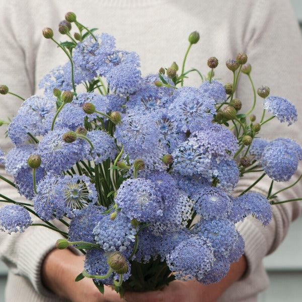 Lacy Lavender Blue - Semilla Orgánica de Flor del Lazo Azul