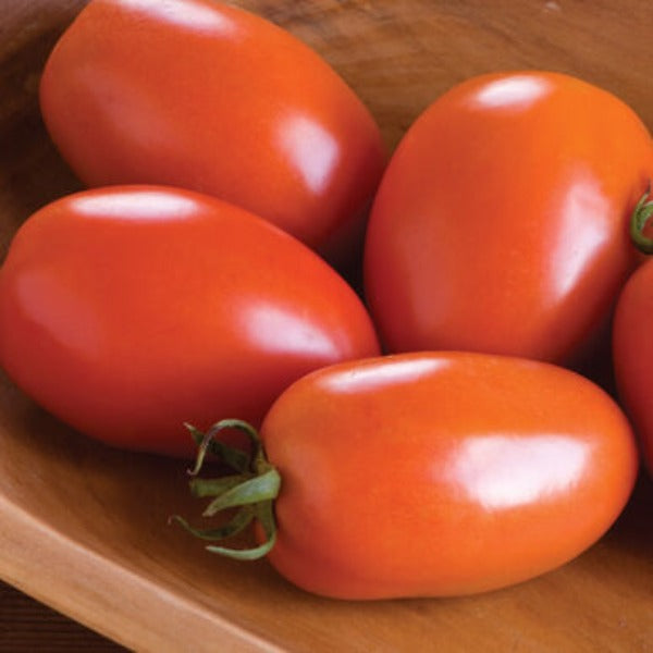 Amish Paste - Semilla de Tomate Orgánico