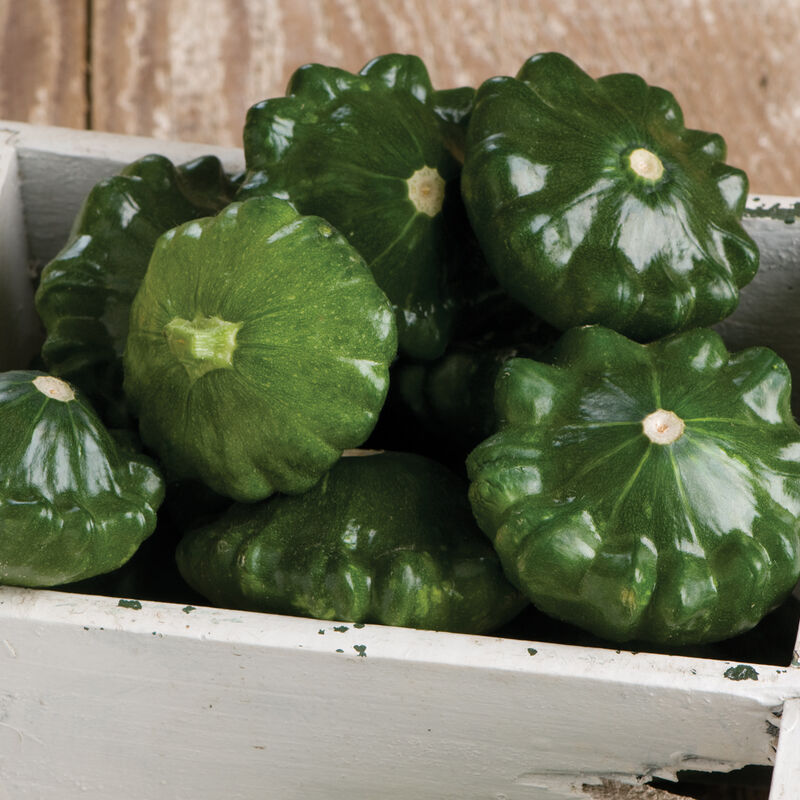 G-Star - Semillas Orgánicas (F1) de Calabaza Patty Pan